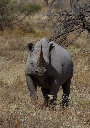 White Rhino at Etosha 2