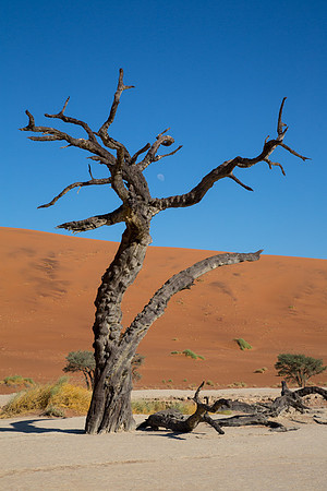 Deadvlei 8 - Copy