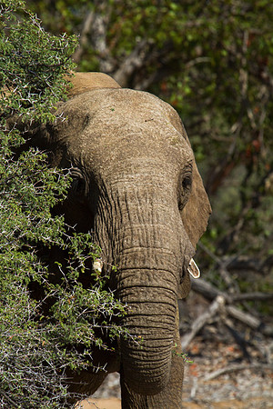Elephant Near Kipwe 6 - Copy