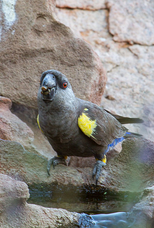 Ruppell's Parrot 2