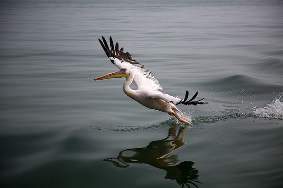 Great White Pelican Takeoff