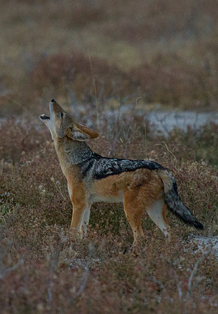 Jackal Howling 2