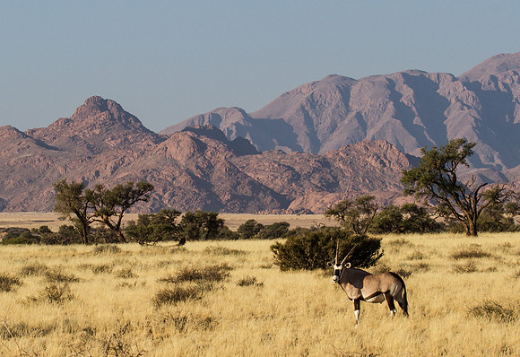 Oryx Near Sossusvlei 4