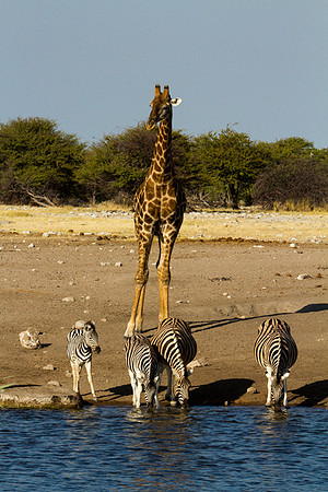Giraffe and Zebra at Etosha Waterhole - Copy