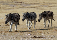 Common Zebras Marching at Etosha - Copy
