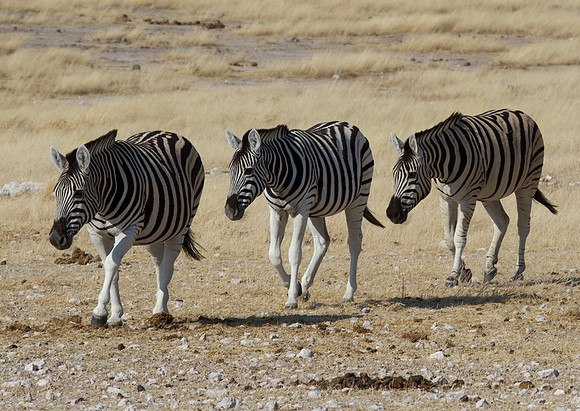 Common Zebras Marching at Etosha - Copy