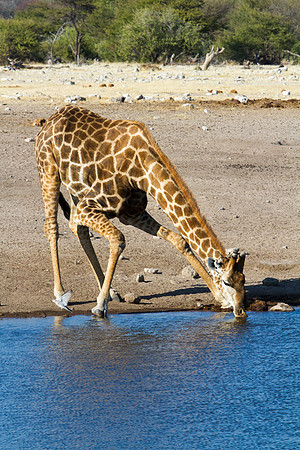 Giraffe Drinking at Etosha Waterhole - Copy