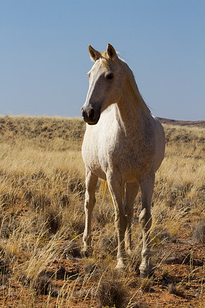 Horse on the Way to Walvis Bay 2