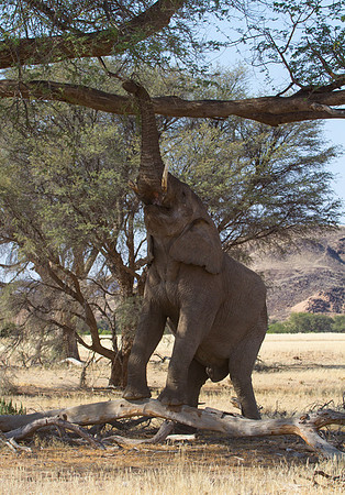 Elephant Breaking Limbs Near Kipwe - Copy