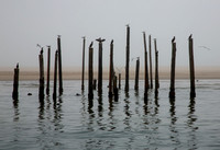 Cormarants and Gulls at Walvis Bay - Copy