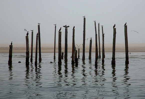 Cormarants and Gulls at Walvis Bay - Copy