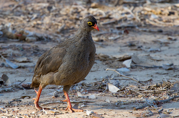 Redbilled Spurfowl