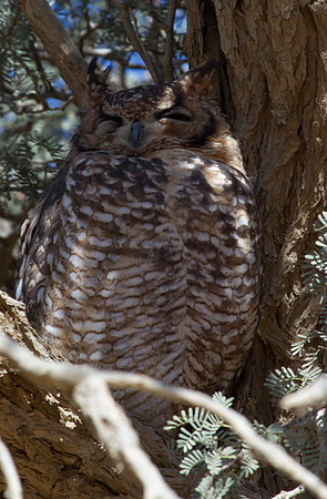Spotted Eagle Owl