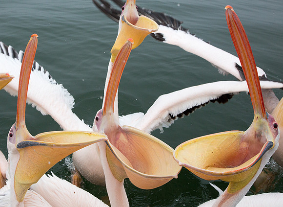 Great White Pelicans Being Fed