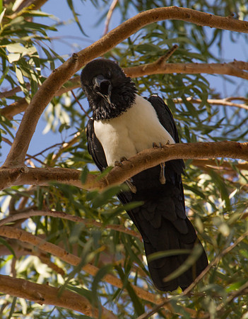 Pied Crow
