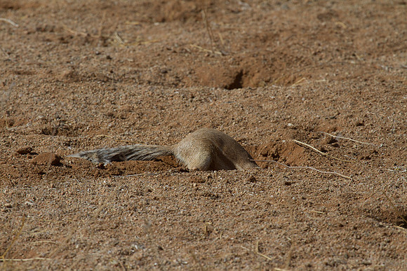 South African Ground Squirrel Digging