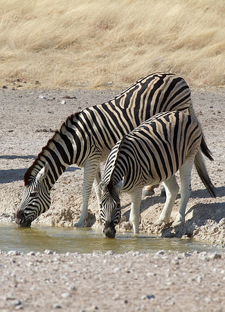 Zebras at Etosha Waterhole 1