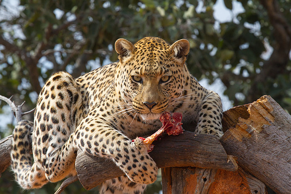 Leopard at Okojima 3