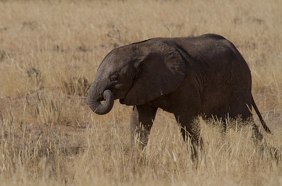 Elephant Calf Near Kipwe 2 - Copy