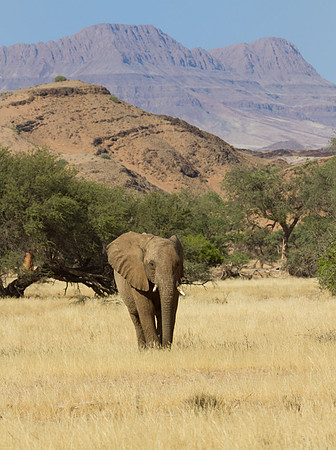 Elephant Near Kipwe 3 - Copy