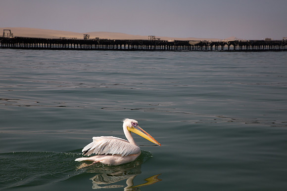 Great White Pelican at Walvis Bay