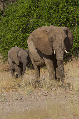 Elephants Near Kipwe 2 - Copy