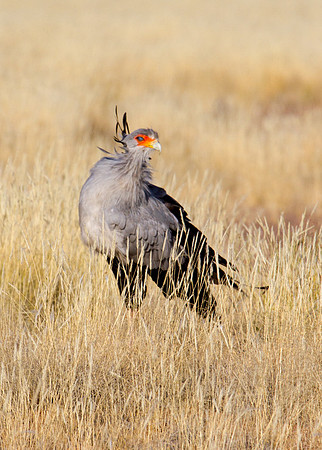 Secretary Bird 2