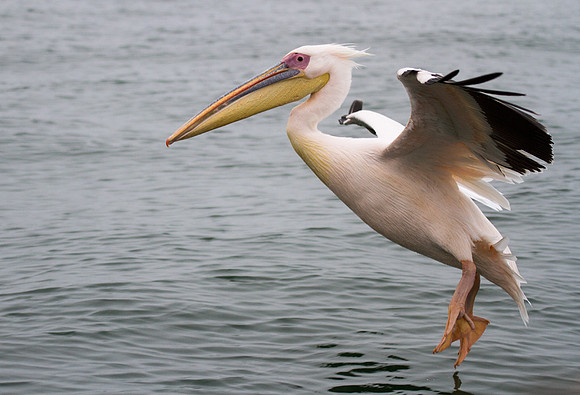 Great White Pelican Landing
