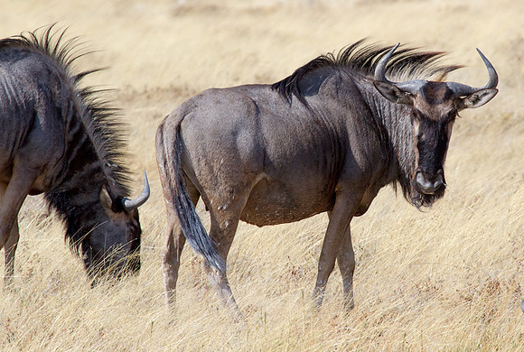 Wildebeest at Etosha 3