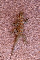 Agama Lizard Juvinile 2 - Copy