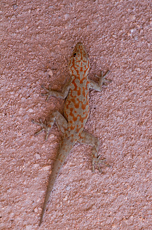 Agama Lizard Juvinile 2 - Copy