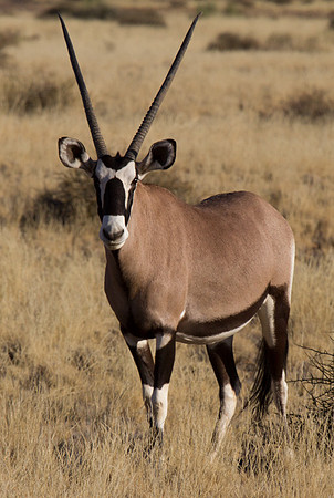 Oryx Near Sossusvlei 2
