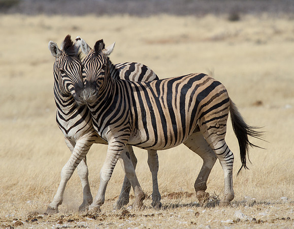 Zebra Love at Etosha