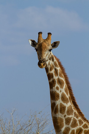 Giraffe in Etosha - Copy