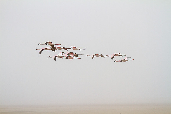 Flamingos in Flight 1 - Copy