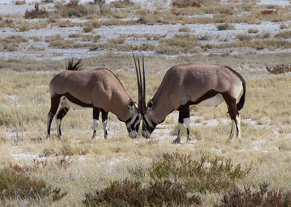 Oryx Sparring at Etosha