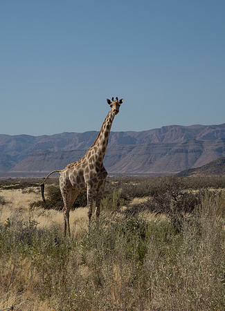 Giraffe in Namib - Copy