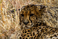 Cheetah at Okojima 2 - Copy