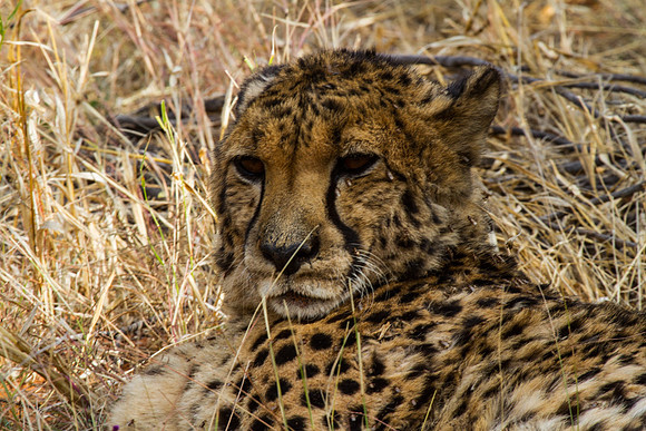 Cheetah at Okojima 2 - Copy