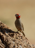 Cape Sparrow 2 - Copy