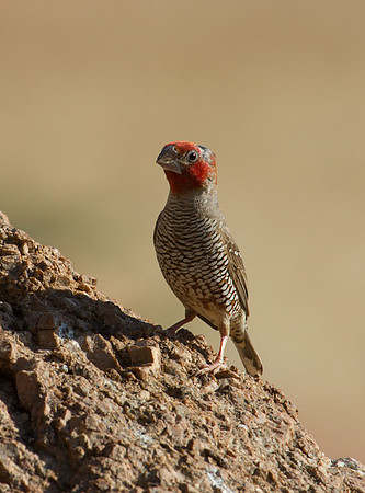 Cape Sparrow 2 - Copy
