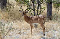 Blackfaced Impala at Etosha - Copy