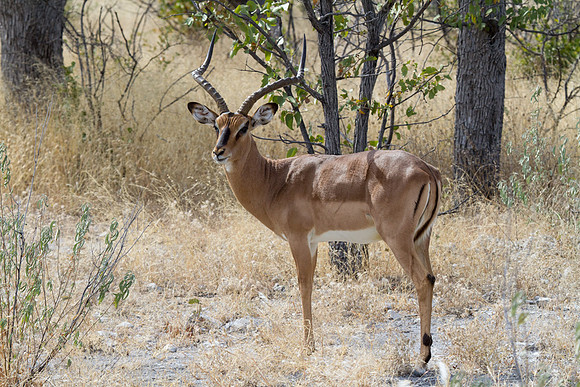 Blackfaced Impala at Etosha - Copy