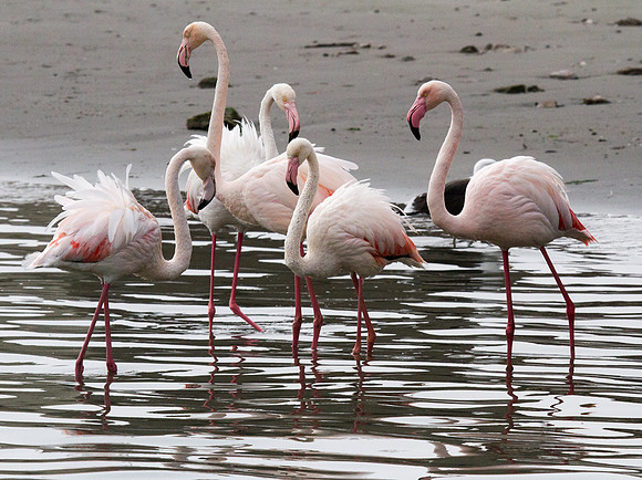 Lesser Flamingos at Walvis Bay