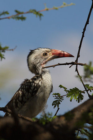 Red Billed Hornbill at Tree Top Camp