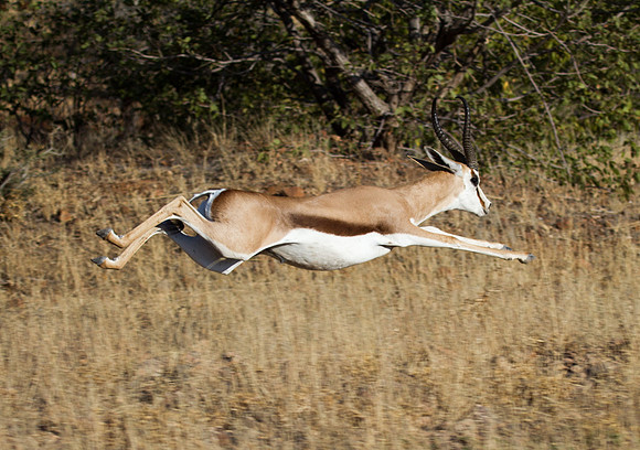 Springbok Leaping