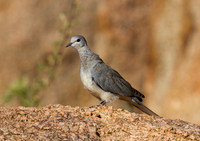Cape Turtle Dove - Copy