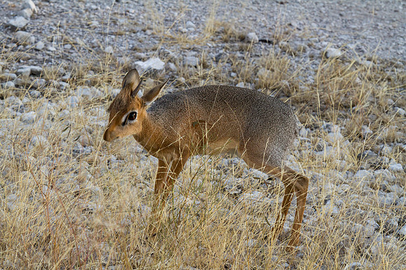 Dik-Dik - Copy