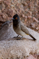 African Red-eyed Bulbul 2 - Copy
