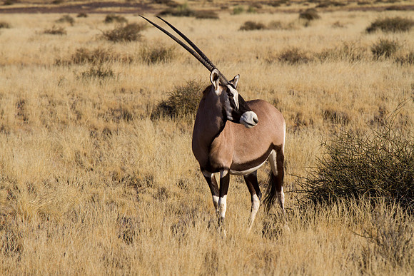 Oryx Near Sossusvlei 1